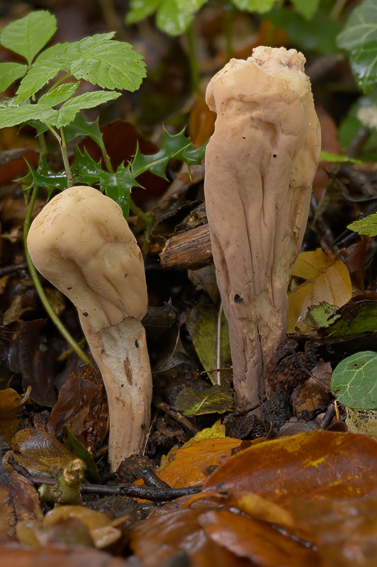 Clavariadelphus pistillaris